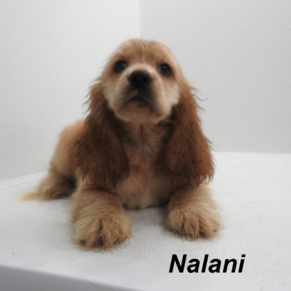 puppy, for, sale, Cocker Spaniel, Joe & Cherri  Overlease, dog, breeder, Miller, MO, dog-breeder, puppy-for-sale, forsale, nearby, find, puppyfind, locator, puppylocator, aca